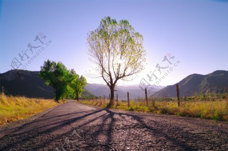 路边的一棵树图片