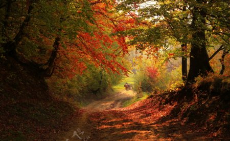 秋天枫树林风景图片