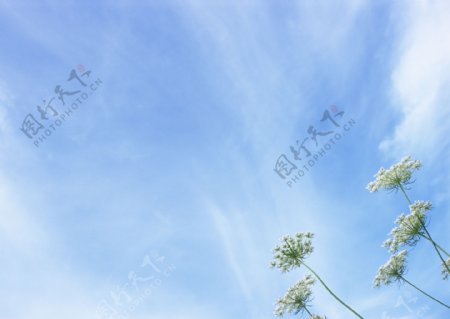 蓝天白云与野花图片