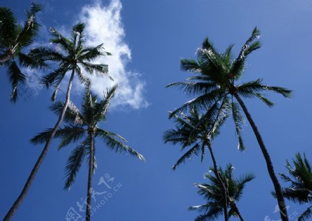 夏威夷风景摄影图片