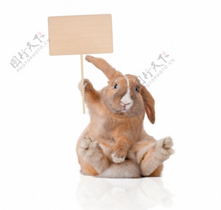 举牌子的兔子设计图片