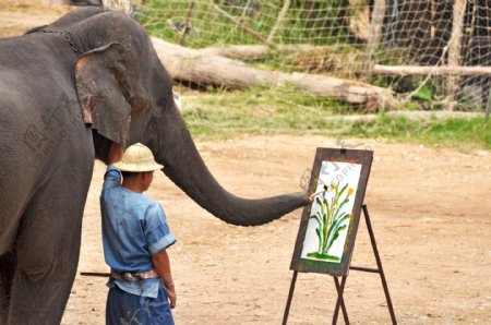 画画的大象图片