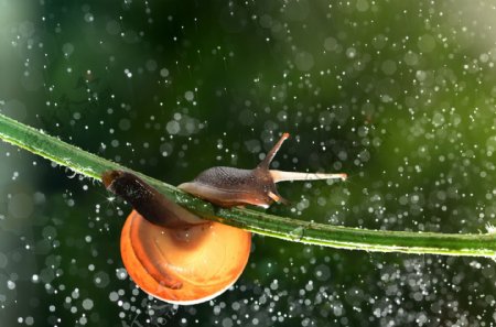 植物茎上的蜗牛图片