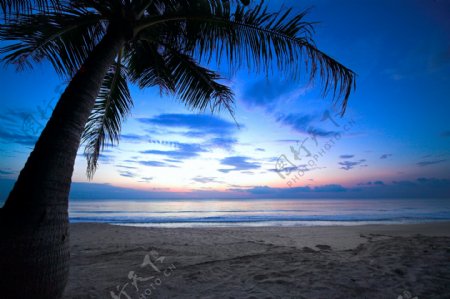 沙滩上的一棵椰树图片