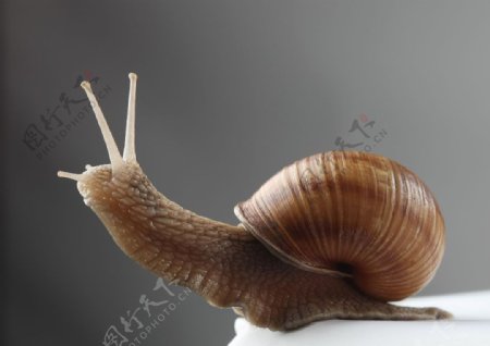 伸头的蜗牛图片