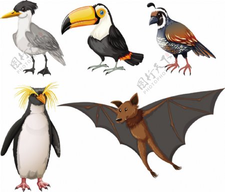 不同种类的野生鸟类插图