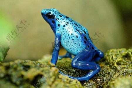 蓝颜色的青蛙