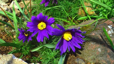 紫色花朵小花图片