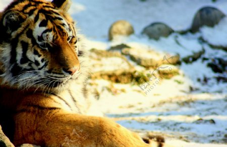 雪地里趴着的老虎图片
