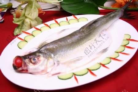 长江白鱼图片