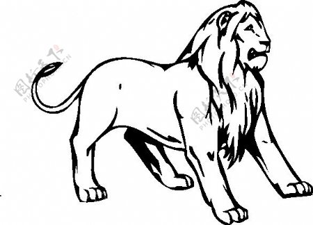 狮子野生动物矢量CDR02