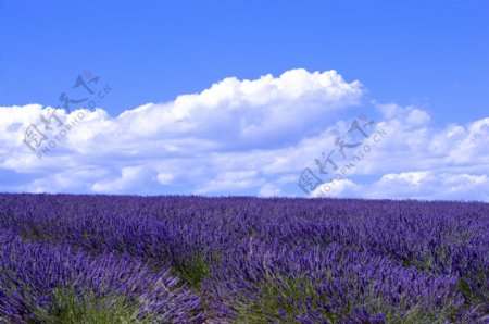 蓝天下的紫蓝色花海图片图片
