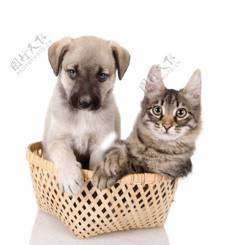 篮子里的小狗小猫图片