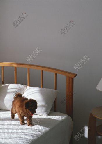 床上抻出舌头的小狗图片