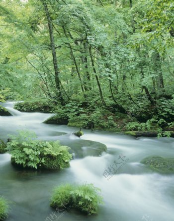 绿树河流自然景观图片