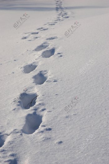 雪地上的脚印图片