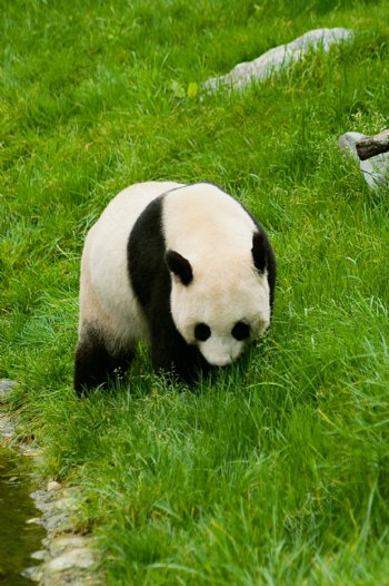 在草地上行走的熊猫图片