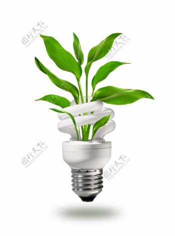 节能灯里长出的绿色植物