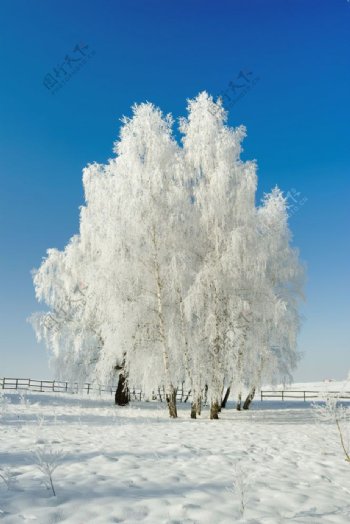 冬季的白色世界图片