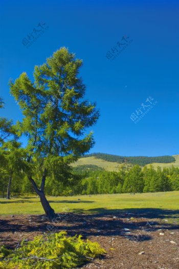 高原上的树林风景图片