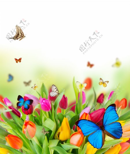 鲜花蝴蝶背景素材图片