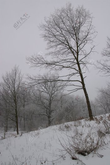 树林上的积雪图片