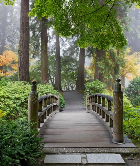 树林里的木桥图片