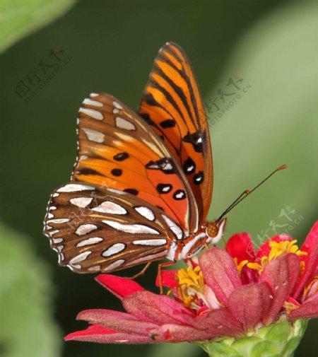 唯美的蝴蝶花卉图片素材