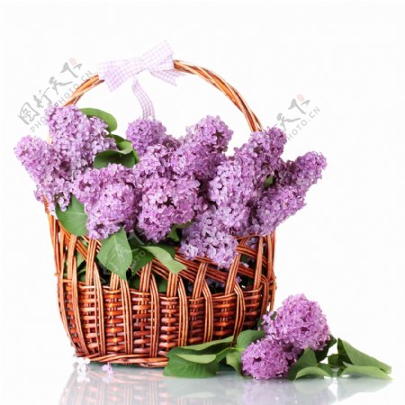 紫色丁香花花篮图片