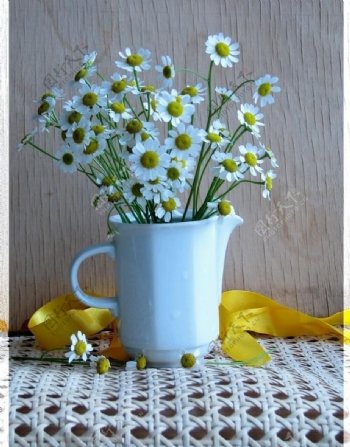 白色小雏菊花瓶图片