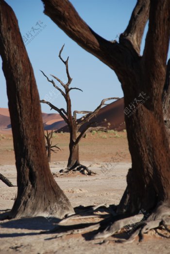 非洲荒漠枯树图片