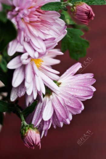 唯美粉色菊花图片