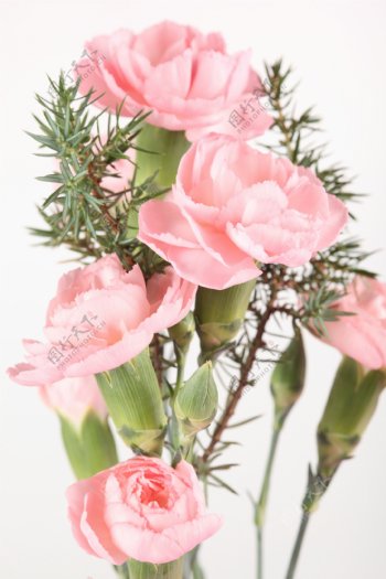 粉色康乃馨插花图片