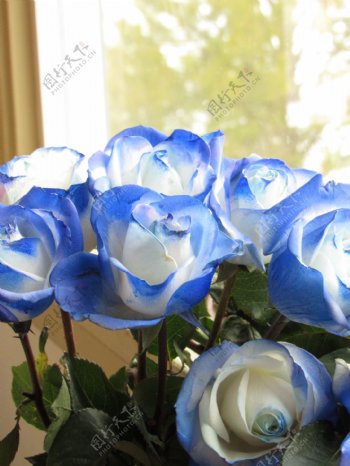 唯美蓝玫瑰图片