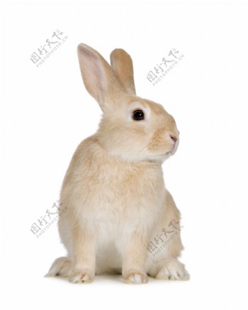 高清可爱小兔子图片下载