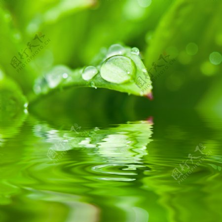 绿色植物上的水滴