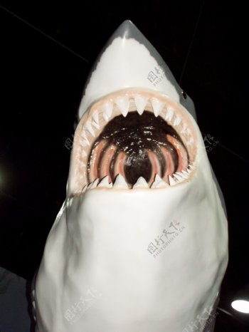 恐怖张嘴大白鲨图片