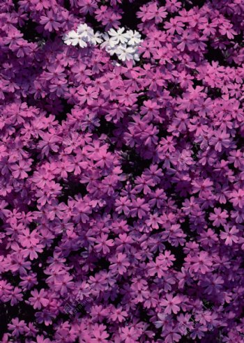 紫色花朵花瓣背景