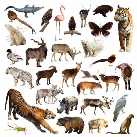 31种野生动物昆虫飞禽高清图片