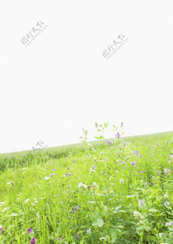 野花与草地摄影图片
