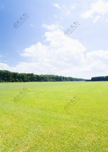 绿色草地自然风景