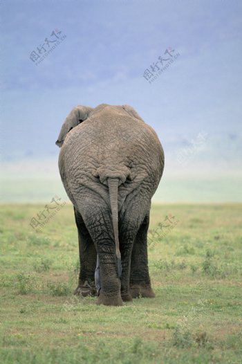 非洲大象背面