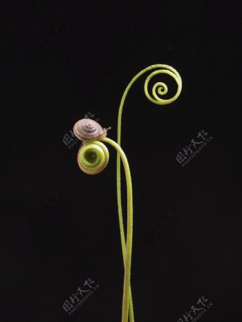 在植物上爬行的蜗牛