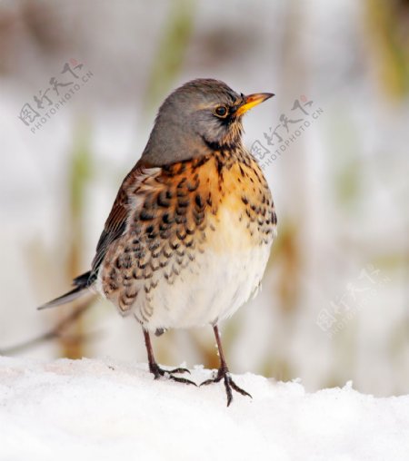 雪地上的小鸟
