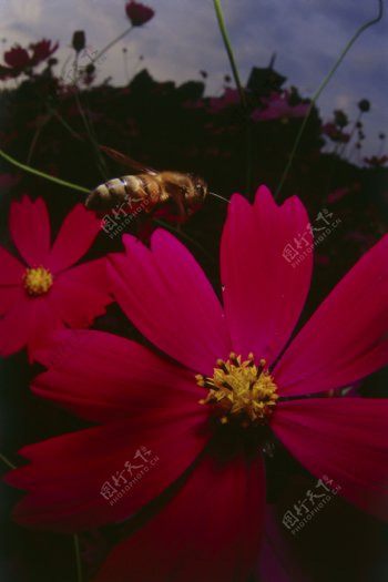 在花丛中飞的小蜜蜂