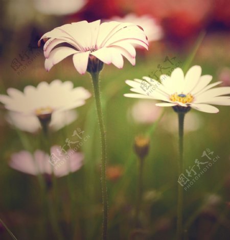 花丛中的白色菊花