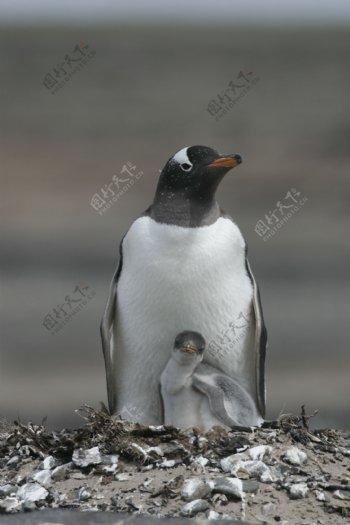 企鹅妈妈与孩子
