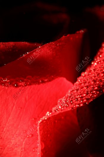 红色花朵水珠