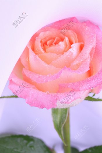 粉色美丽的玫瑰花