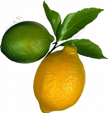 黄色柠檬与绿色柠檬图片
